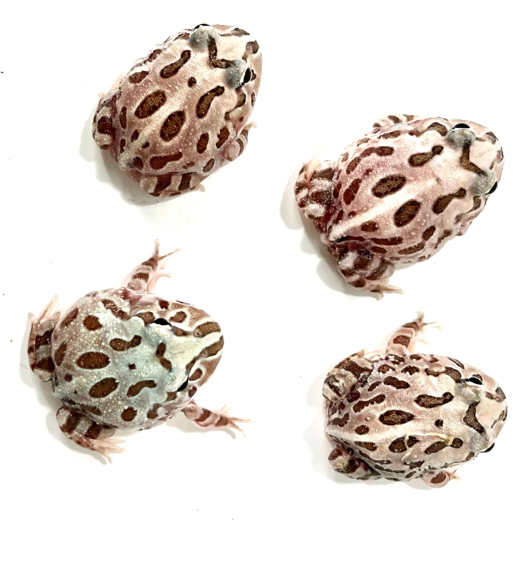 Phantom Mutant – JamJam Exotic