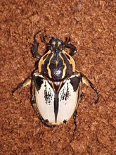 Load image into Gallery viewer, Goliath Beetle Larvae (GC)