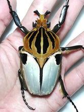 Load image into Gallery viewer, Goliath Beetle Larvae (GC)