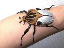 Load image into Gallery viewer, Goliath Beetle Larvae (GC)