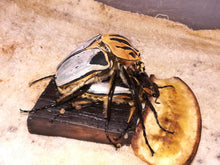 Load image into Gallery viewer, Goliath Beetle Larvae (GC)