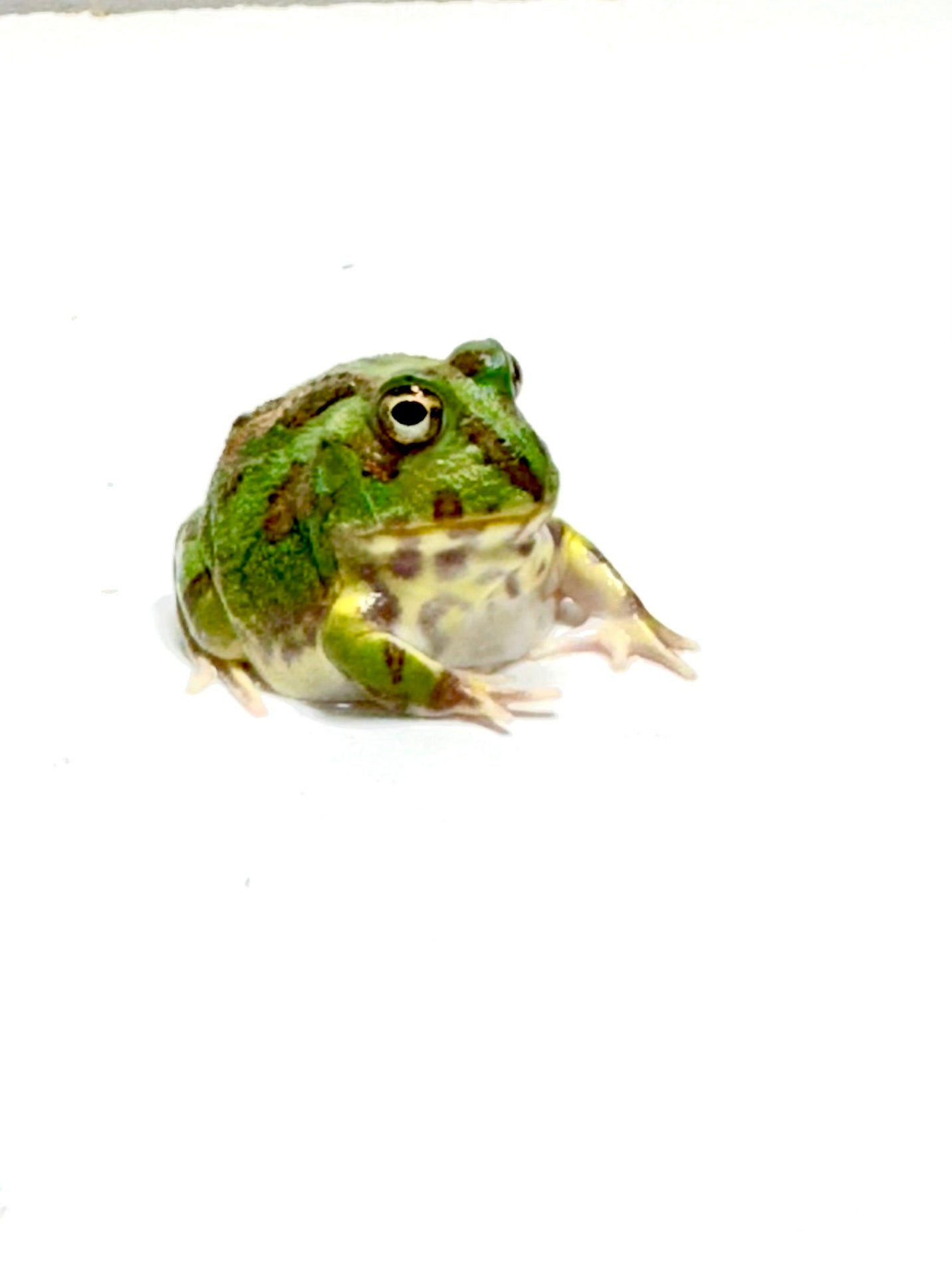 Chaco Horned Frog (Teal/Green) #1 – JamJam Exotic