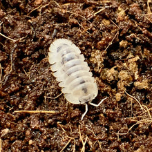 Load image into Gallery viewer, Isopod Mystery Box