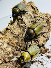 Load image into Gallery viewer, (Dynastes tityus) Eastern Hercules Beetle Larvae