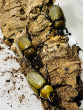 Load image into Gallery viewer, (Dynastes tityus) Eastern Hercules Beetle Larvae
