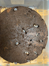 Load image into Gallery viewer, Hemiphilerus illutatus Beetle Larvae