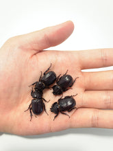 Load image into Gallery viewer, Hemiphilerus illutatus Beetle Larvae