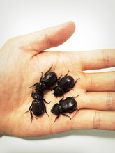 Load image into Gallery viewer, Hemiphilerus illutatus Beetle Larvae