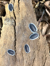 Load image into Gallery viewer, Porcellio werneri "Greek Shield"