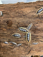 Load image into Gallery viewer, Porcellio expansus Orange