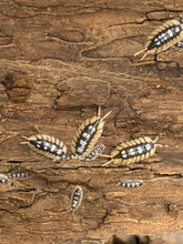 Load image into Gallery viewer, Porcellio expansus Orange