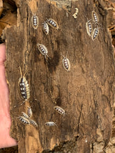 Load image into Gallery viewer, Porcellio expansus Orange