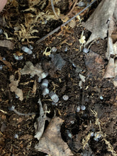 Load image into Gallery viewer, Cubaris sp. Panda king