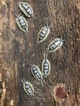 Load image into Gallery viewer, Porcellio expansus White