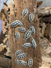 Load image into Gallery viewer, Porcellio expansus White