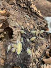 Load image into Gallery viewer, Porcellio bolivari
