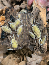 Load image into Gallery viewer, Porcellio bolivari