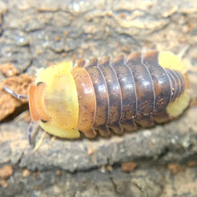 Load image into Gallery viewer, Isopod Mystery Box