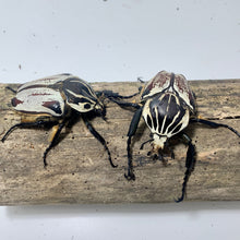 Load image into Gallery viewer, Goliathus goliatus Pair #3 (70 mm Male)
