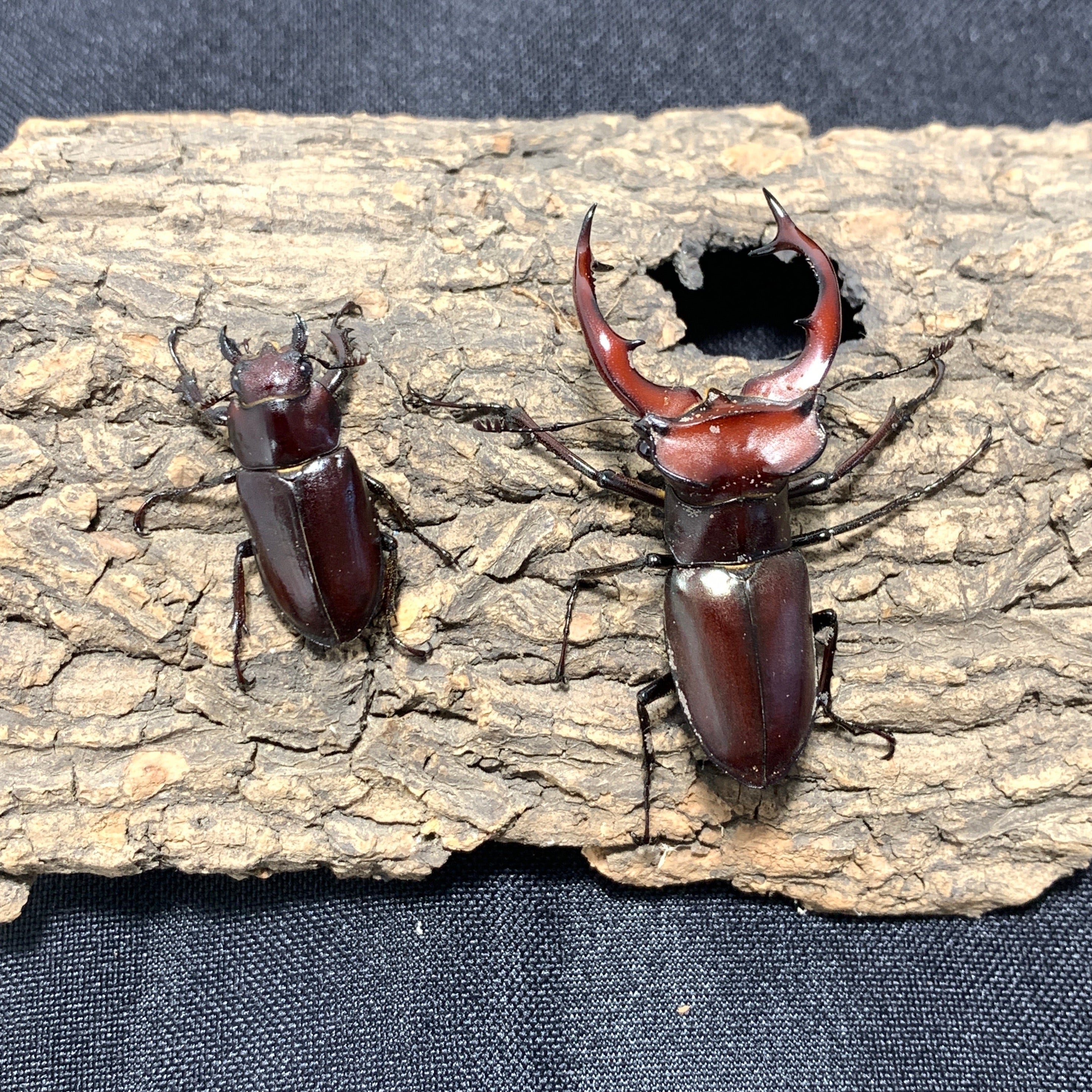 Giant Stag Beetle Larvae | JamJam Exotic