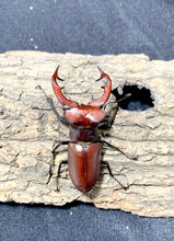 Load image into Gallery viewer, Giant Stag Beetle Imago
