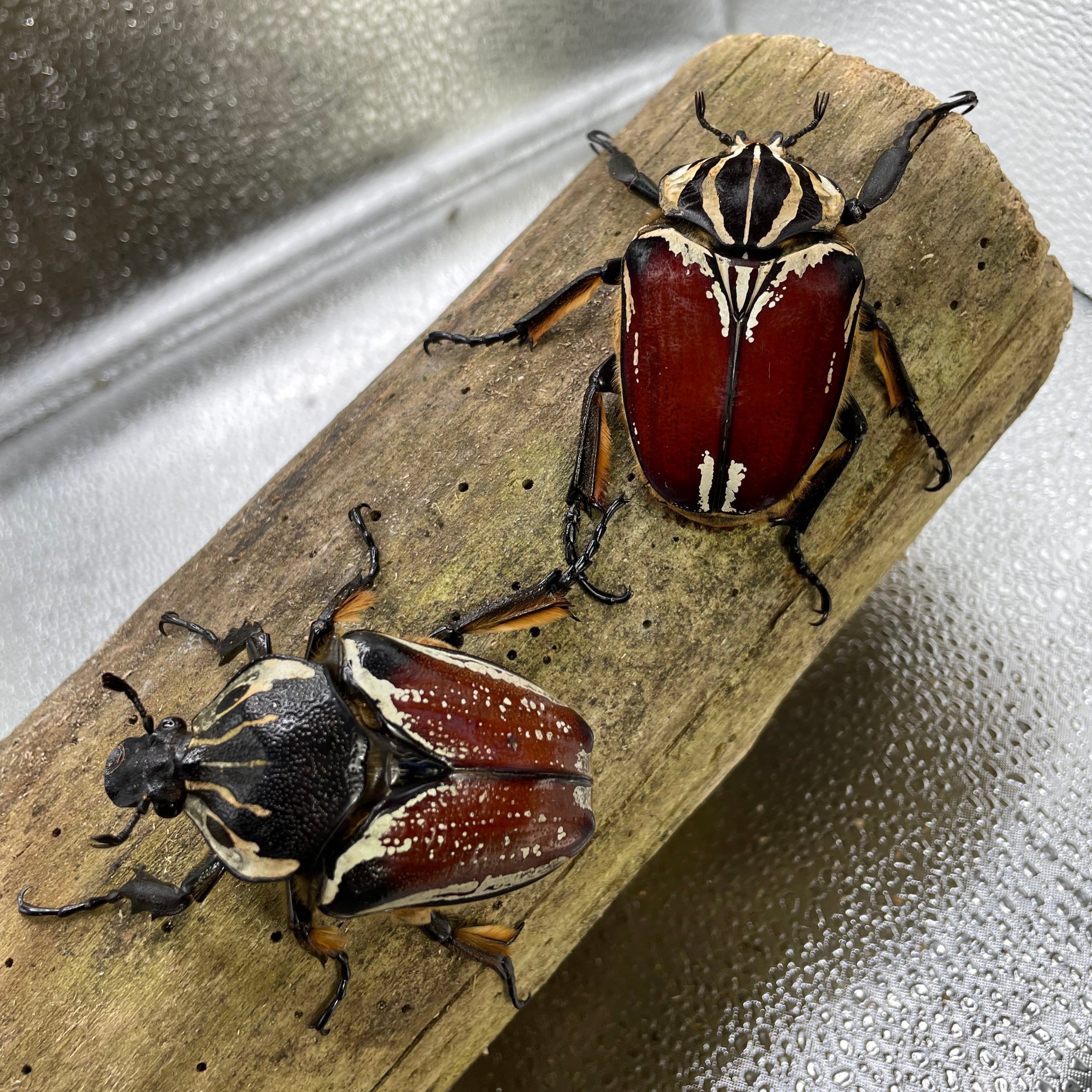 Goliathus goliatus Pair #1 (62 mm Male)