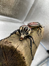 Load image into Gallery viewer, Goliathus goliatus Pair #1 (62 mm Male)

