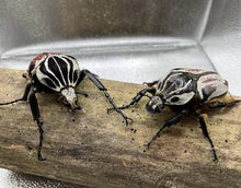 Load image into Gallery viewer, Goliathus goliatus Pair #2 (65 mm Male)

