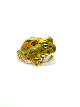 Load image into Gallery viewer, X4 Chaco Horned Frog (Rainbow)

