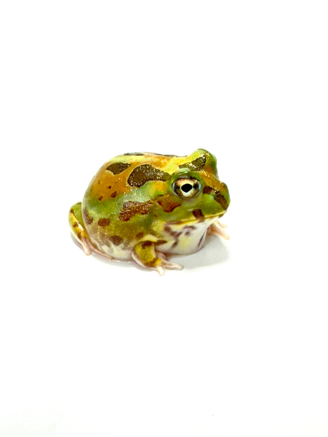 X4 Chaco Horned Frog (Rainbow)