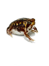 Load image into Gallery viewer, Bushveld Rain Frog