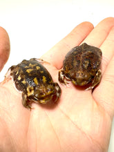 Load image into Gallery viewer, Bushveld Rain Frog