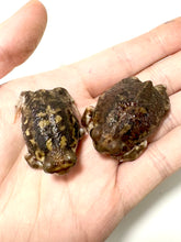 Load image into Gallery viewer, Bushveld Rain Frog
