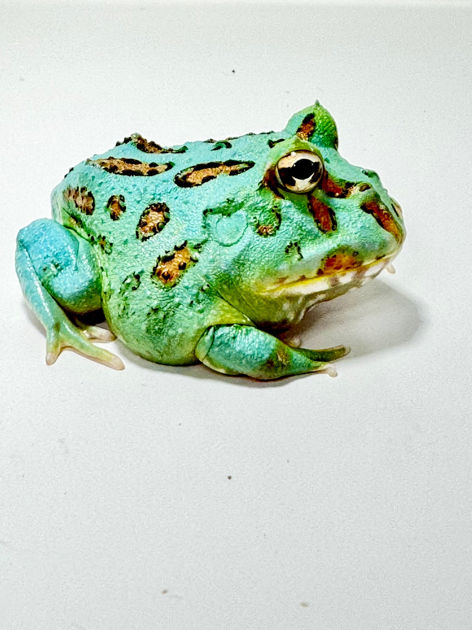 Buy D3 EggYolk Albino Pacman Frog Online – JamJam Exotic