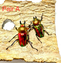 Load image into Gallery viewer, Rainbow Stag Beetle Imago (Multiple In This Listing)