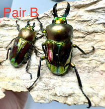 Load image into Gallery viewer, Rainbow Stag Beetle Imago (Multiple In This Listing)