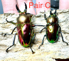 Load image into Gallery viewer, Rainbow Stag Beetle Imago (Multiple In This Listing)