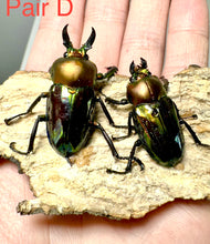 Load image into Gallery viewer, Rainbow Stag Beetle Imago (Multiple In This Listing)
