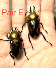 Load image into Gallery viewer, Rainbow Stag Beetle Imago (Multiple In This Listing)
