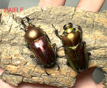 Load image into Gallery viewer, Rainbow Stag Beetle Imago (Multiple In This Listing)