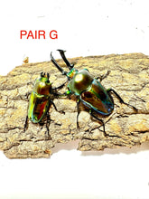 Load image into Gallery viewer, Rainbow Stag Beetle Imago (Multiple In This Listing)