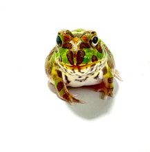 Load image into Gallery viewer, X1 Chaco Horned Frog (Rainbow)
