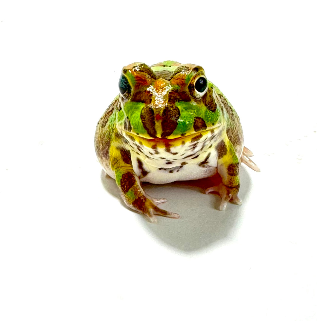 X1 Chaco Horned Frog (Rainbow)