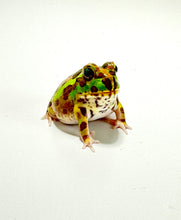 Load image into Gallery viewer, X1 Chaco Horned Frog (Rainbow)
