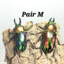 Load image into Gallery viewer, Rainbow Stag Beetle Imago (Multiple In This Listing)