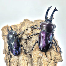 Load image into Gallery viewer, Rainbow Stag Beetle Imago (Multiple In This Listing)
