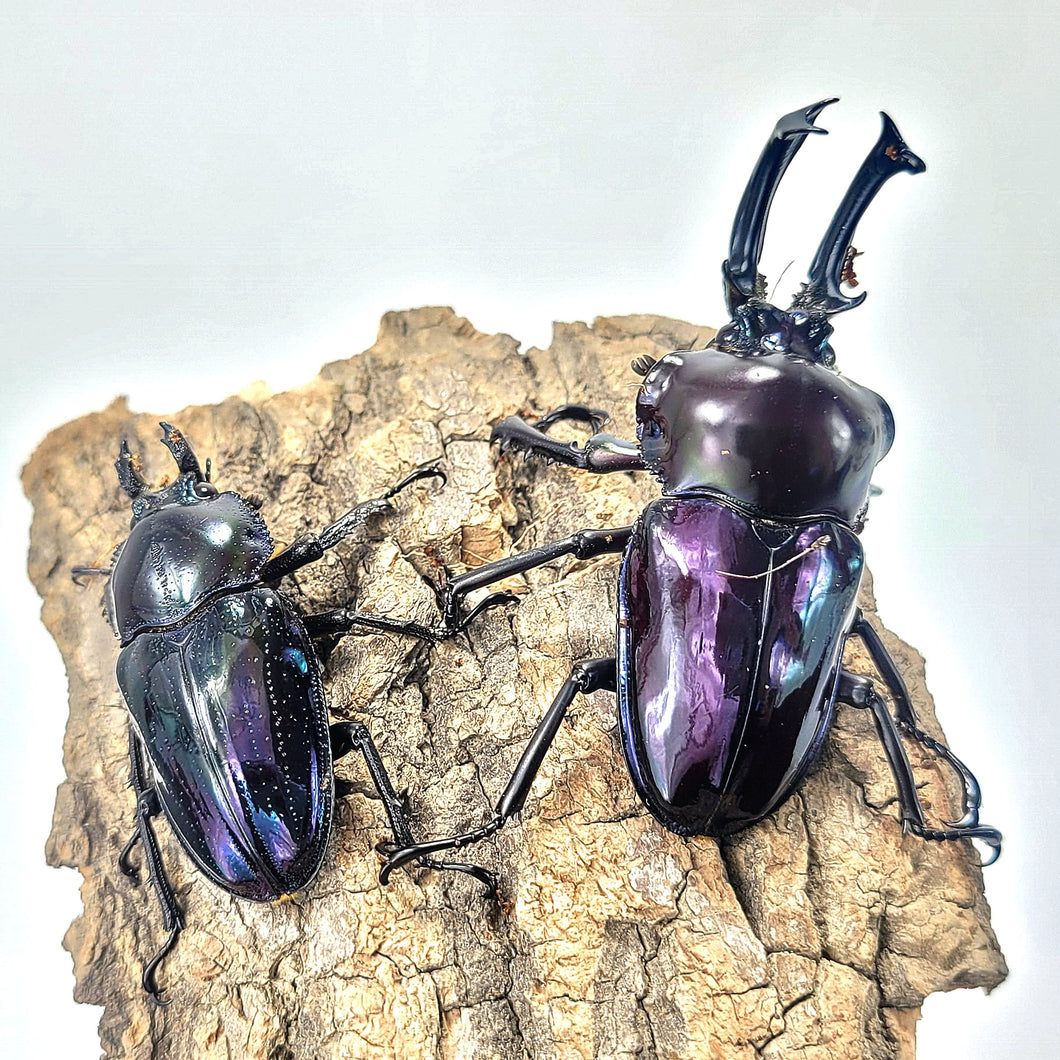 Rainbow Stag Beetle Imago (Multiple In This Listing)
