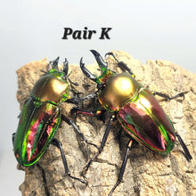 Load image into Gallery viewer, Rainbow Stag Beetle Imago (Multiple In This Listing)