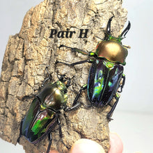 Load image into Gallery viewer, Rainbow Stag Beetle Imago (Multiple In This Listing)
