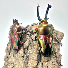 Load image into Gallery viewer, Rainbow Stag Beetle Imago (Multiple In This Listing)
